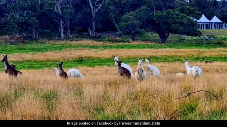 White Kangaroos Seen In Australia
